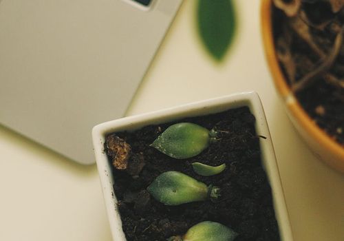 Minimalist laptop and green leaf on dark desk